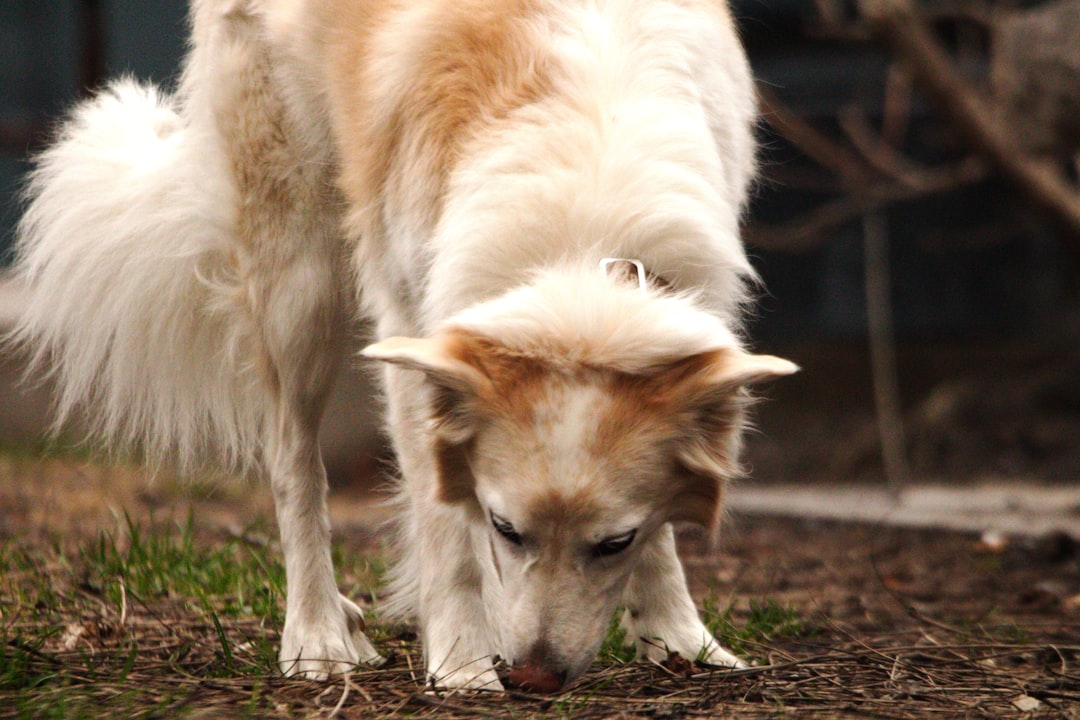 成犬のドッグフードおすすめ｜選び方と人気フード比較