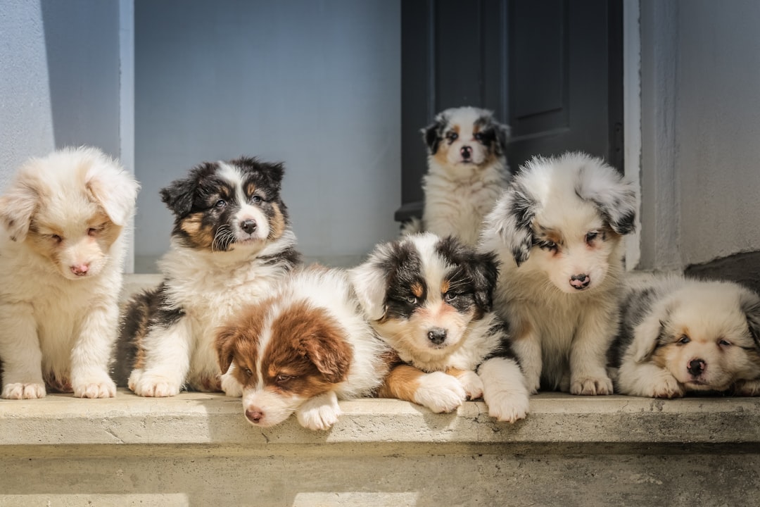 全犬種オールステージのドッグフードおすすめ4選