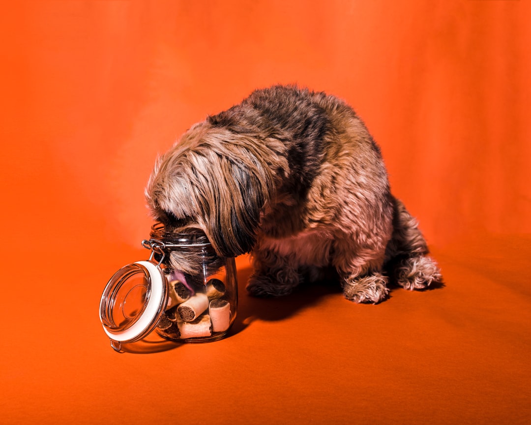 秋の犬の食欲｜落ちた・増えた時のドッグフードおすすめ