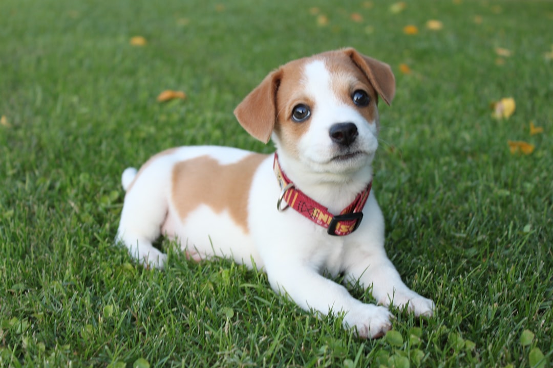 バセンジーにおすすめのドッグフード4選｜選び方も解説