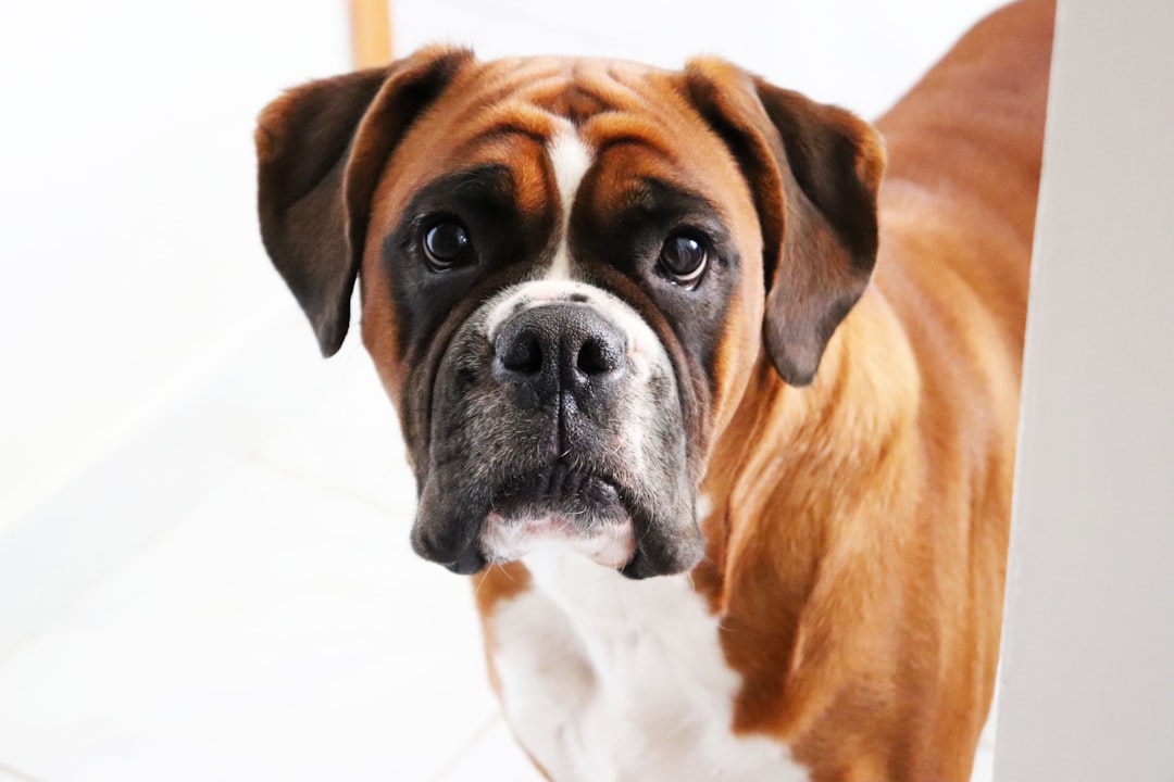 ボクサー犬におすすめドッグフード4選｜選び方も解説