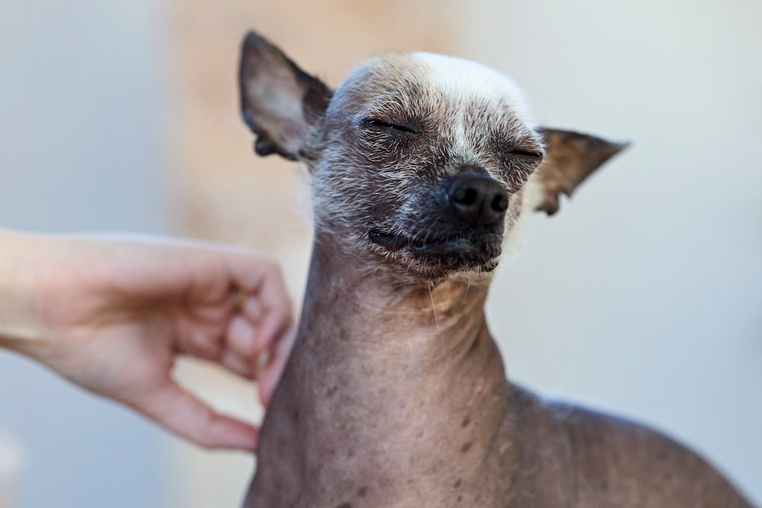 犬のアトピー性皮膚炎に配慮したドッグフードおすすめ