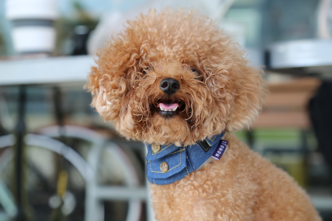 犬の口臭対策ドッグフードおすすめ4選｜原因と選び方
