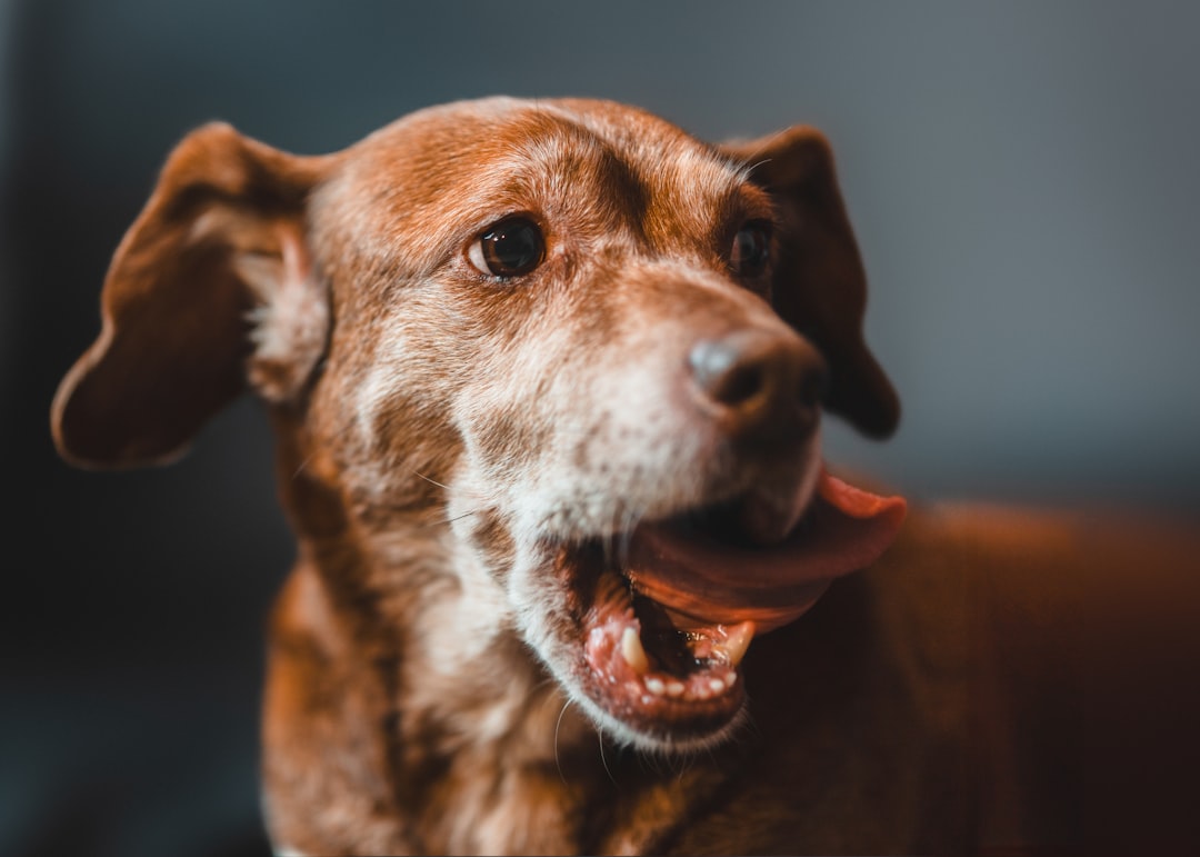犬の便秘におすすめドッグフード4選｜選び方解説