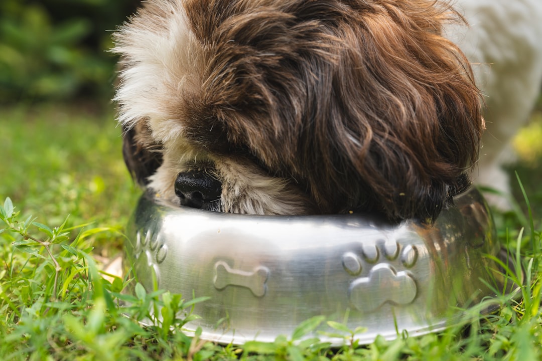 犬の食糞対策におすすめのドッグフード|選び方と比較