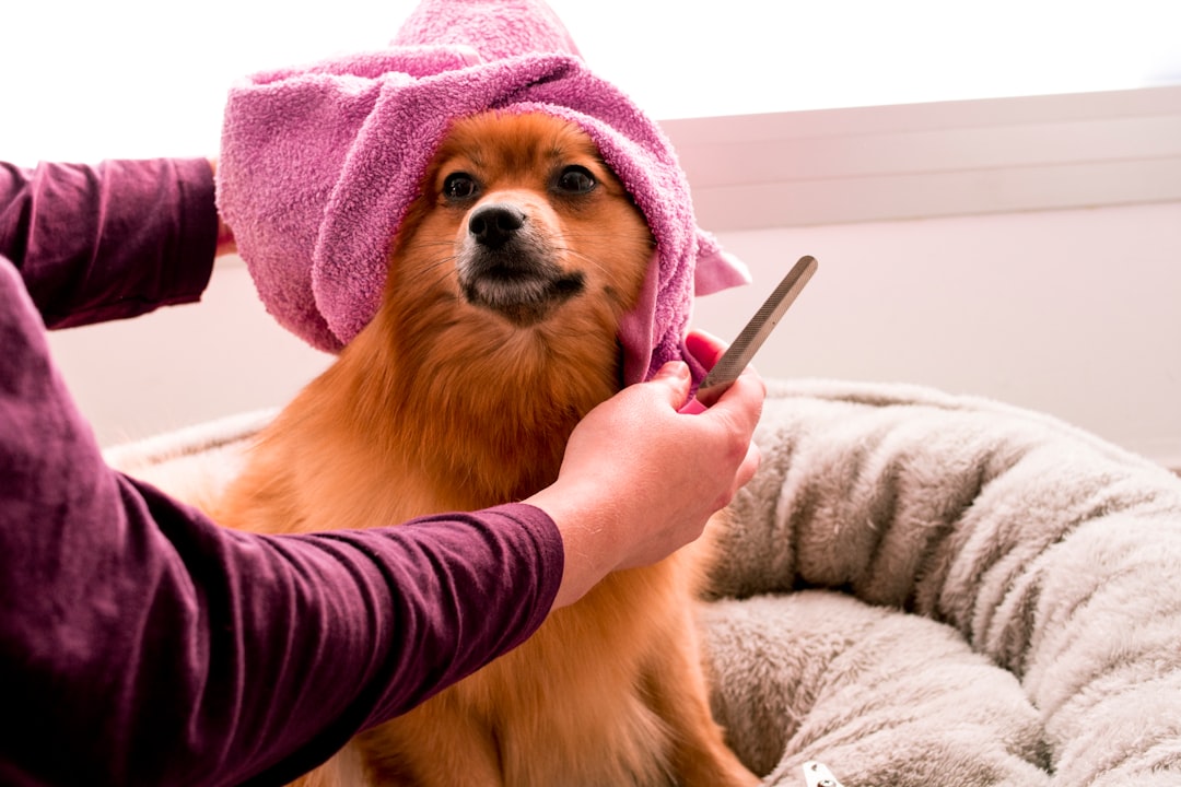 犬のフケ対策におすすめのドッグフード|選び方と比較