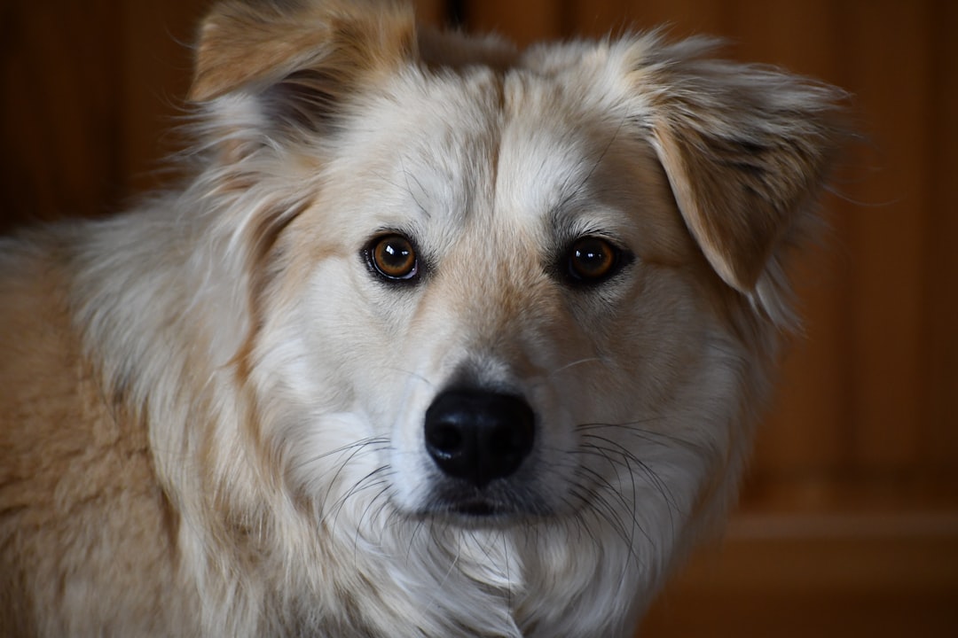 犬の外耳炎が気になる時のドッグフードおすすめ