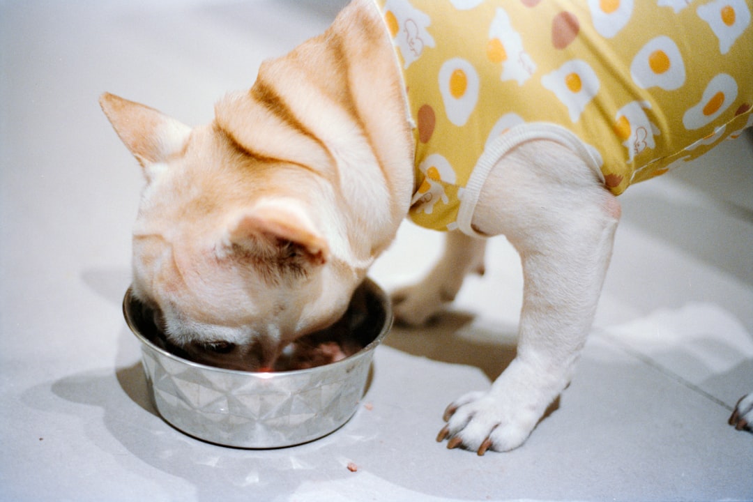 犬の食物アレルギー向けドッグフード比較｜口コミで選ぶ安心フード