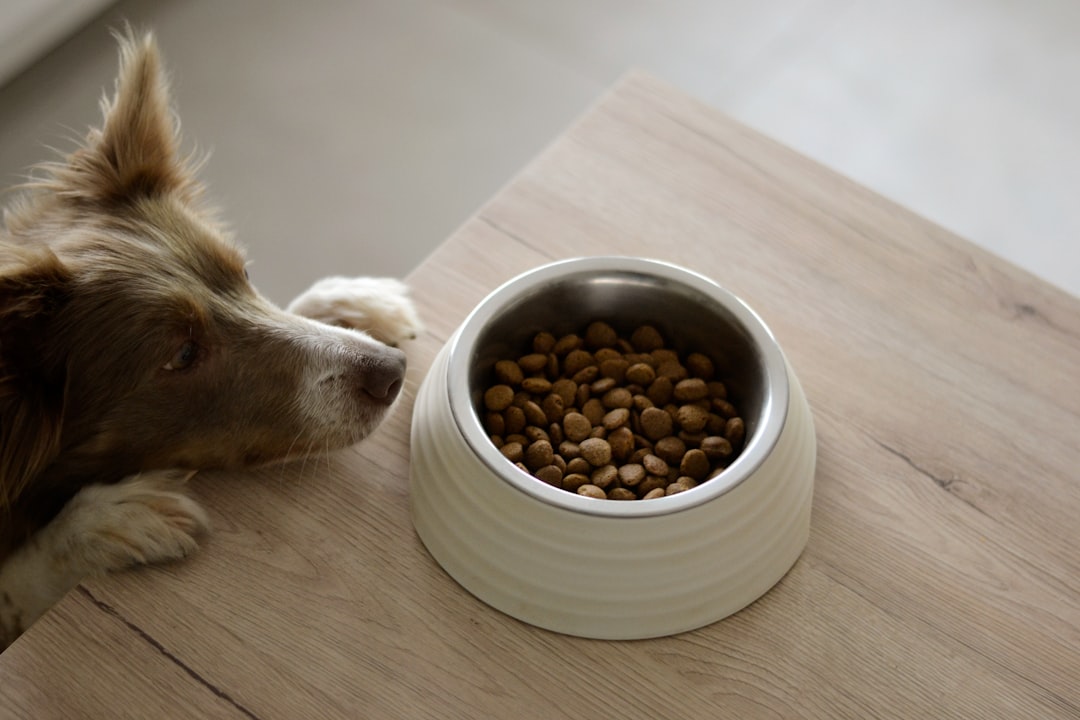 犬がよく吐く時のドッグフードおすすめ|選び方と比較