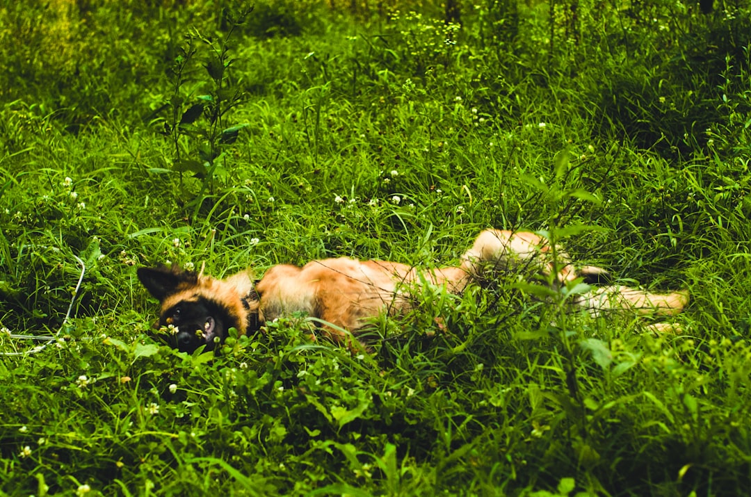 犬の換毛期におすすめのドッグフード4選｜被毛ケアの選び方