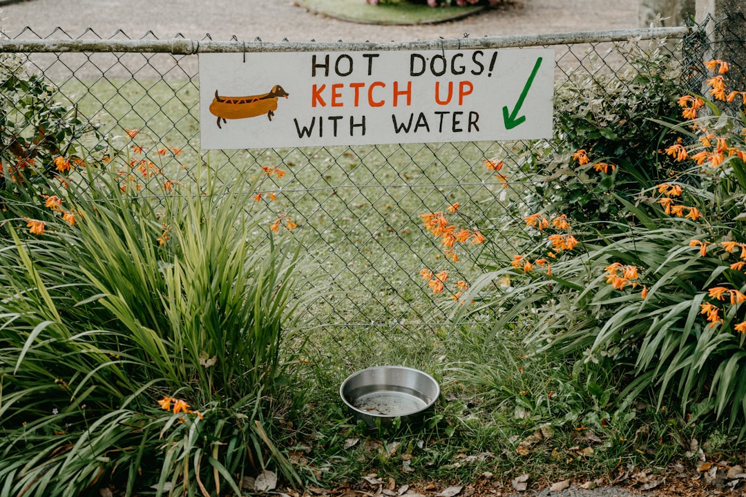 犬の夏バテ対策ドッグフードおすすめ4選｜食欲回復のコツ