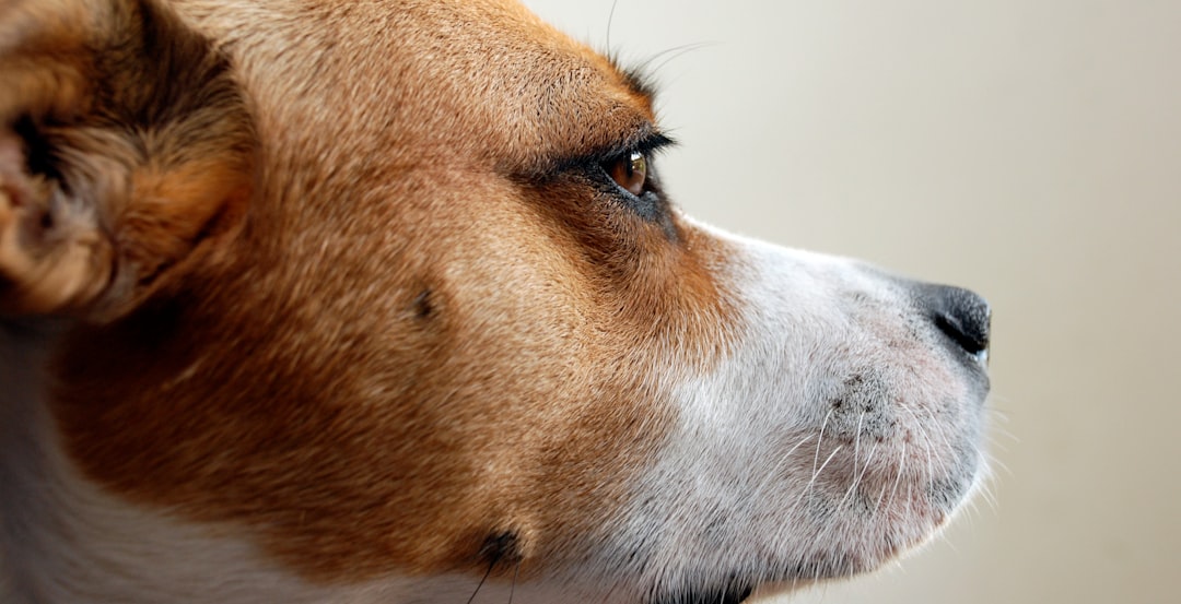 犬の涙やけ対策ドッグフードおすすめ3選｜原因と選び方