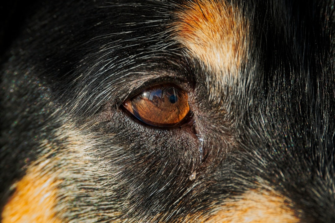 犬の目のケアにおすすめのドッグフード|選び方と比較