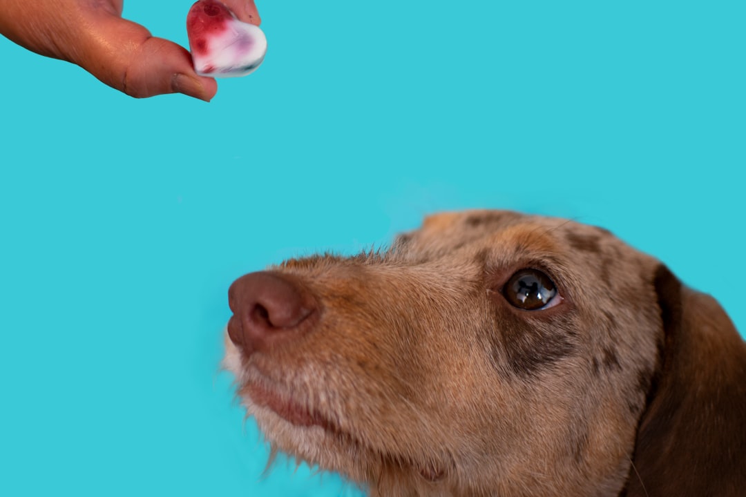 犬の心臓ケアドッグフードおすすめ｜選び方と注意点