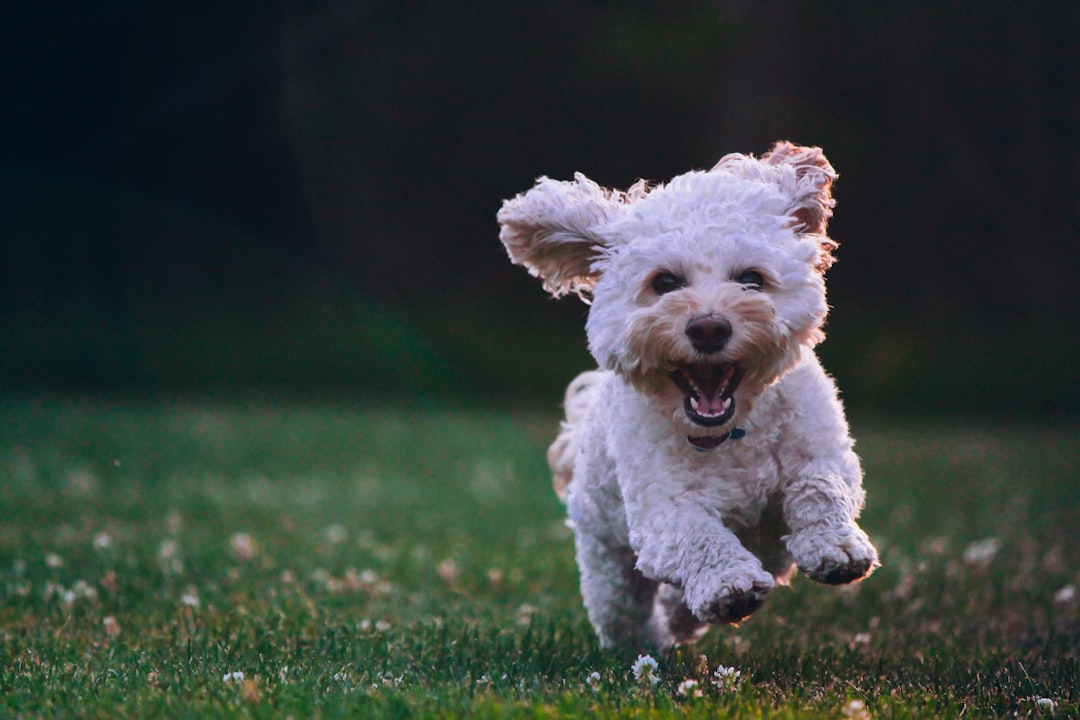 愛犬の免疫力を支えるドッグフードおすすめ4選