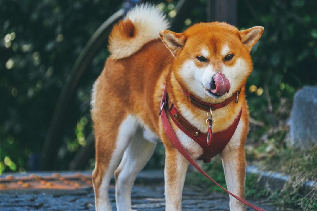 甲斐犬のドッグフードおすすめ4選|選び方と注意点