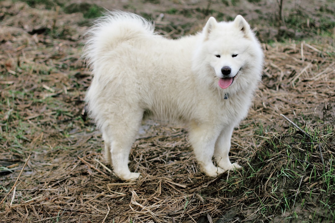 紀州犬ドッグフードおすすめ|活発な日本犬に最適な選び方