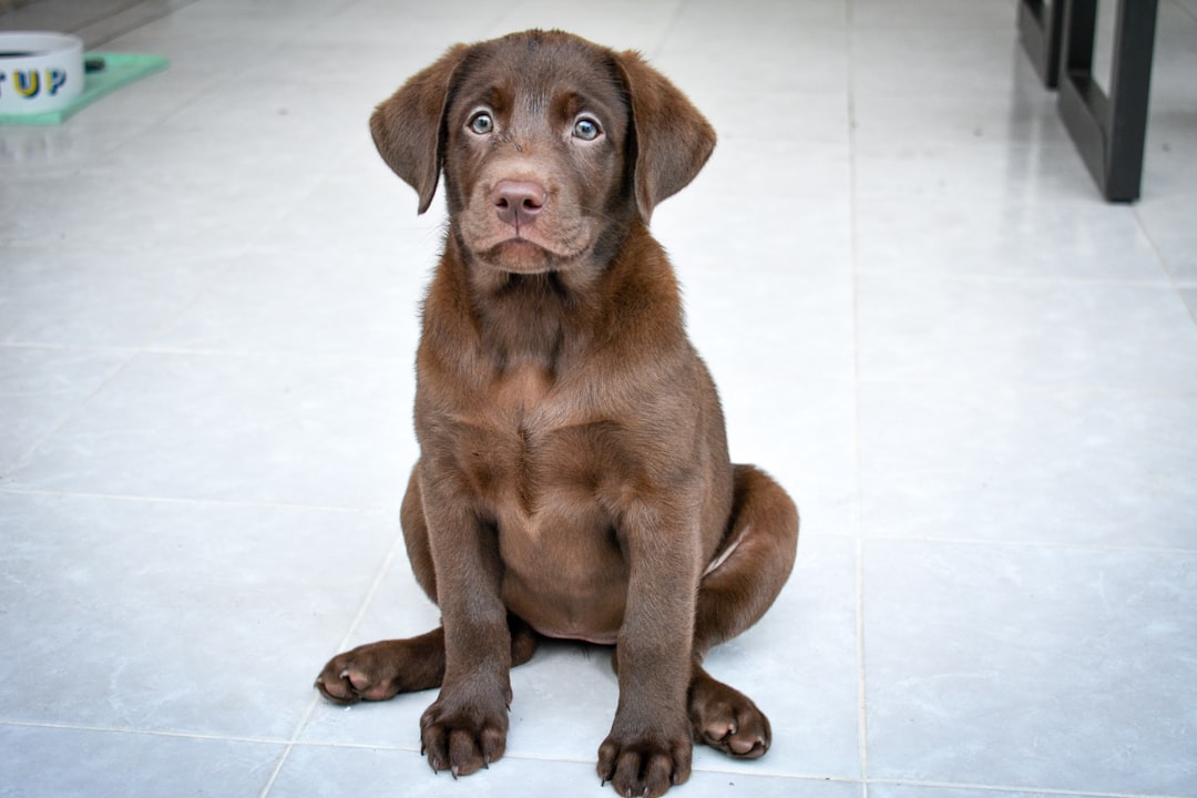 大型犬の子犬におすすめドッグフード4選|成長期の選び方