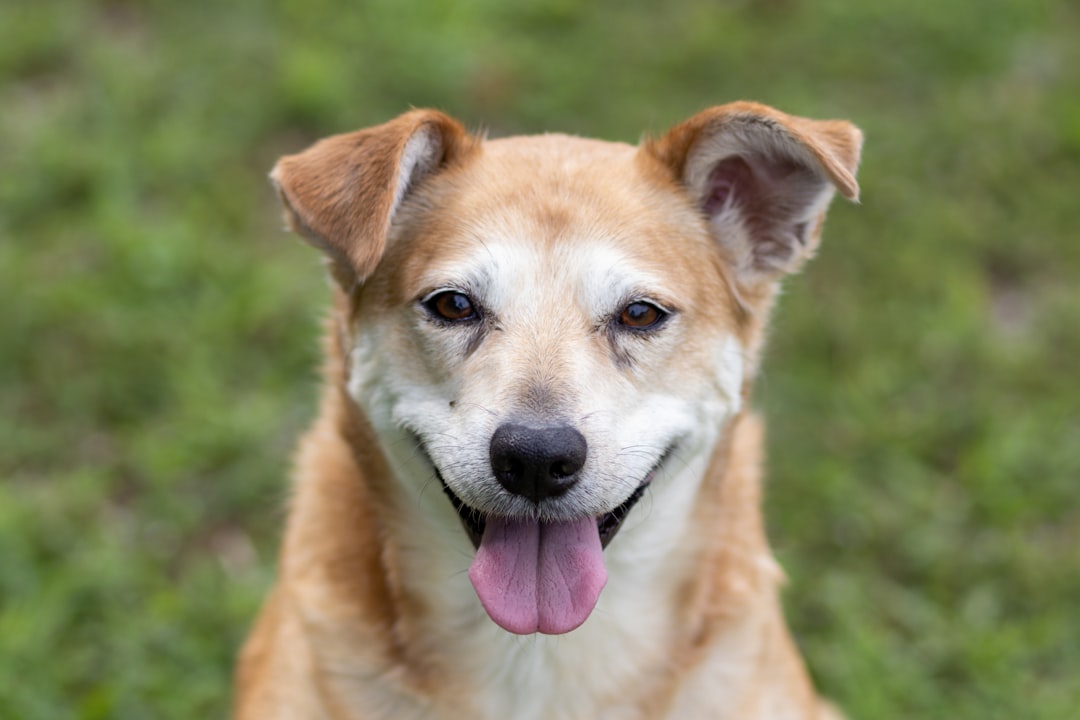 ミックス犬のドッグフードおすすめ厳選ガイド