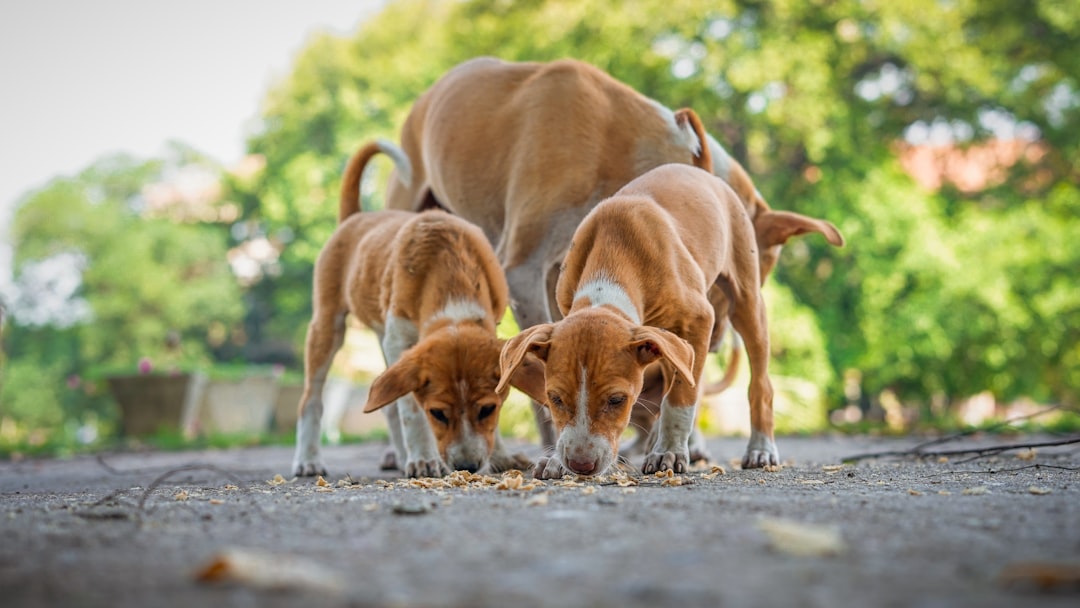 犬の多頭飼いドッグフードおすすめと選び方
