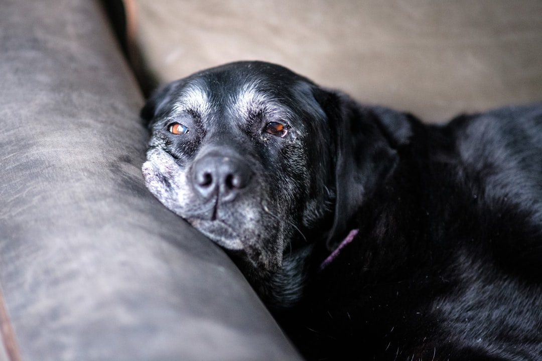 犬の介護食ドッグフードおすすめ4選|愛犬を支える選び方