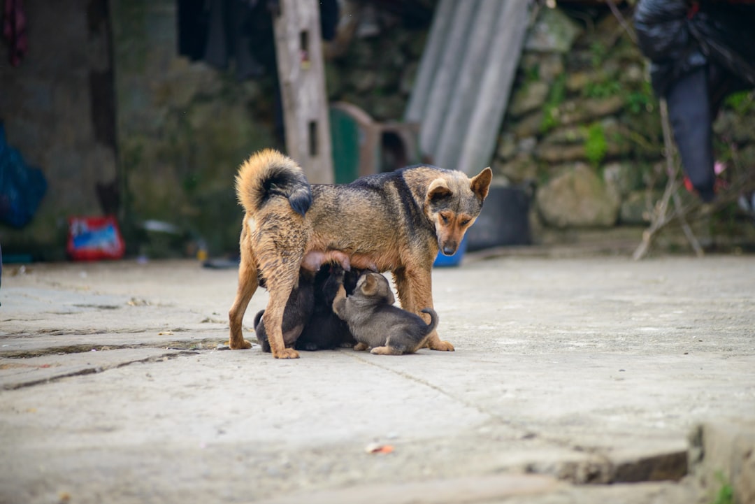 妊娠犬のドッグフードおすすめ｜栄養と選び方
