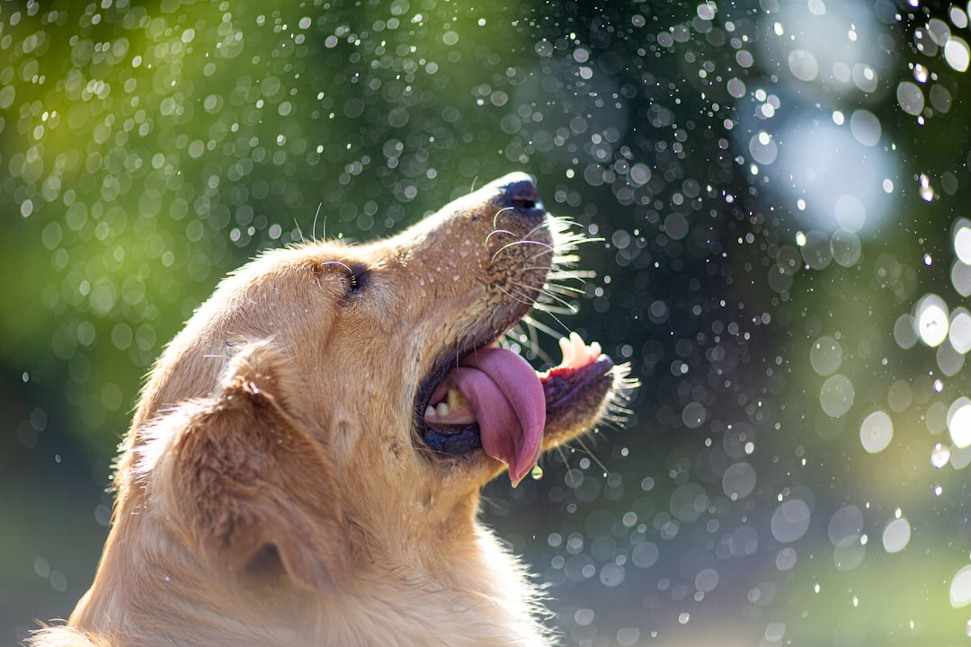 梅雨に食欲不振な犬におすすめドッグフード4選