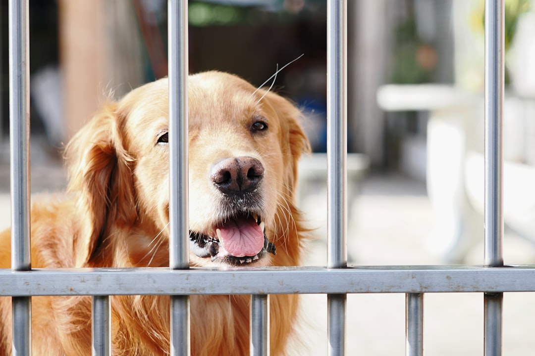 保護犬ドッグフードおすすめ｜選び方と人気4選