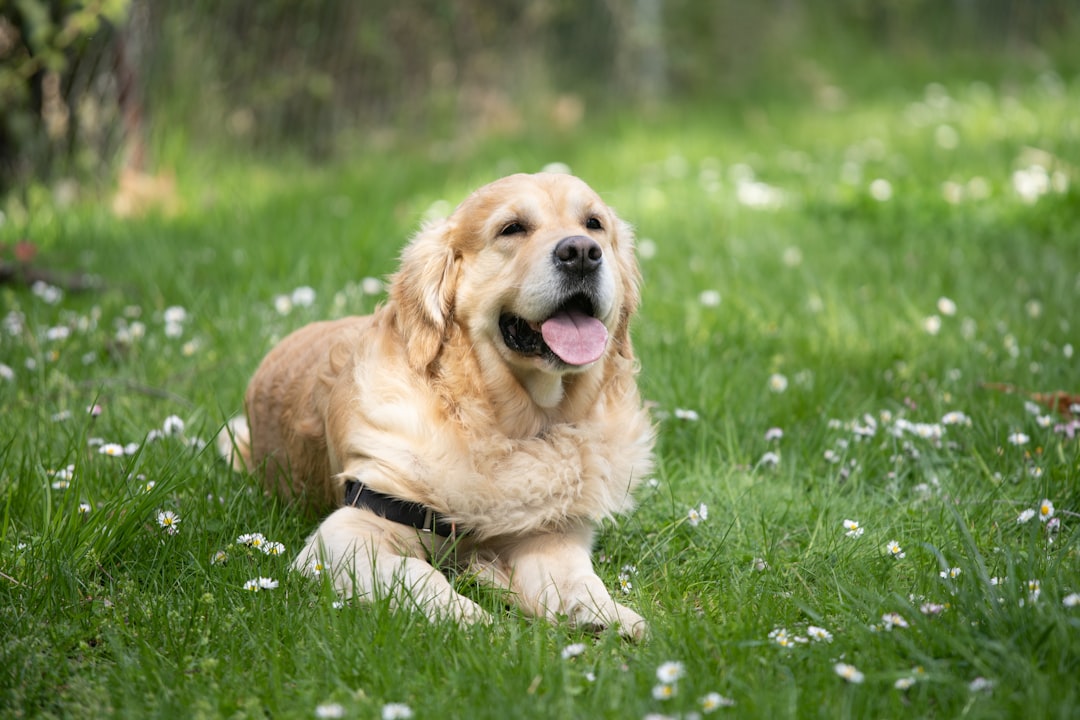 シニア犬の認知機能サポートにおすすめドッグフード4選