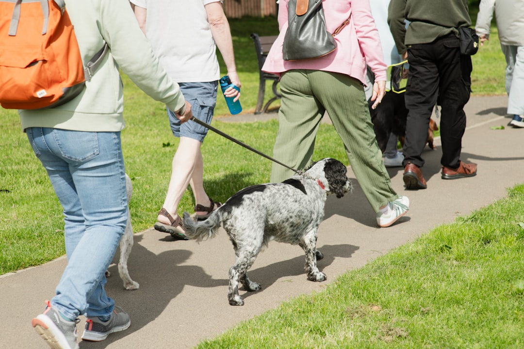 シニア犬のダイエットドッグフードおすすめ|筋肉を守る選び方