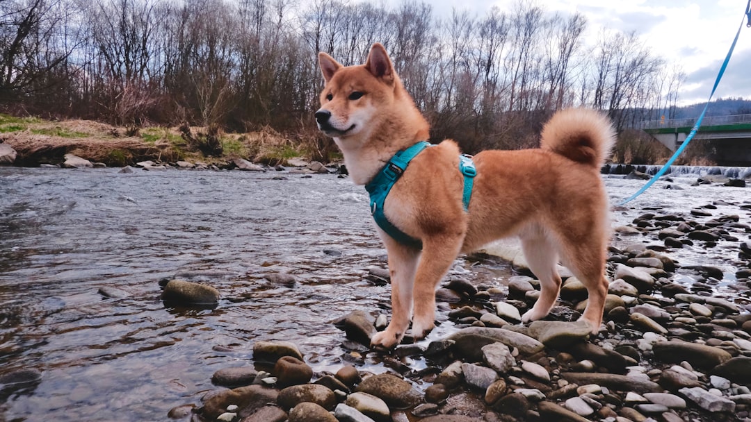 四国犬におすすめのドッグフード|選び方と人気4選