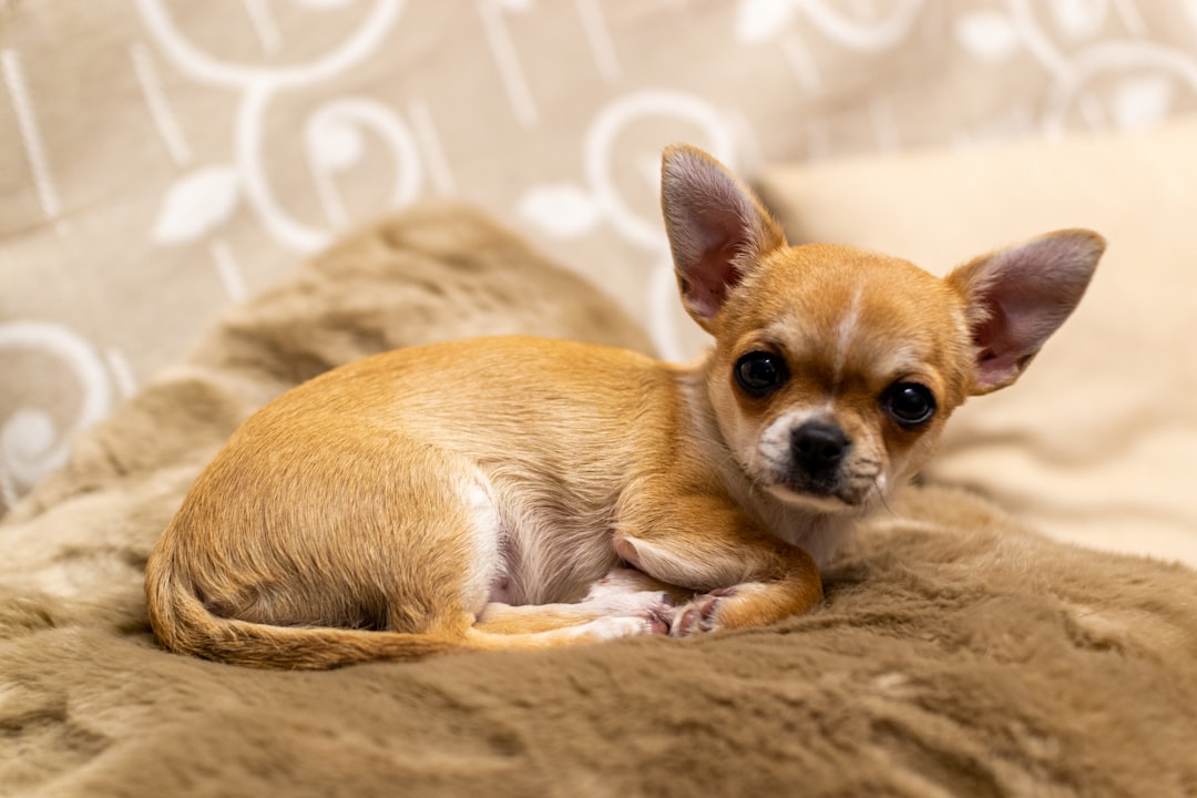 超小型犬のドッグフードおすすめ|失敗しない選び方