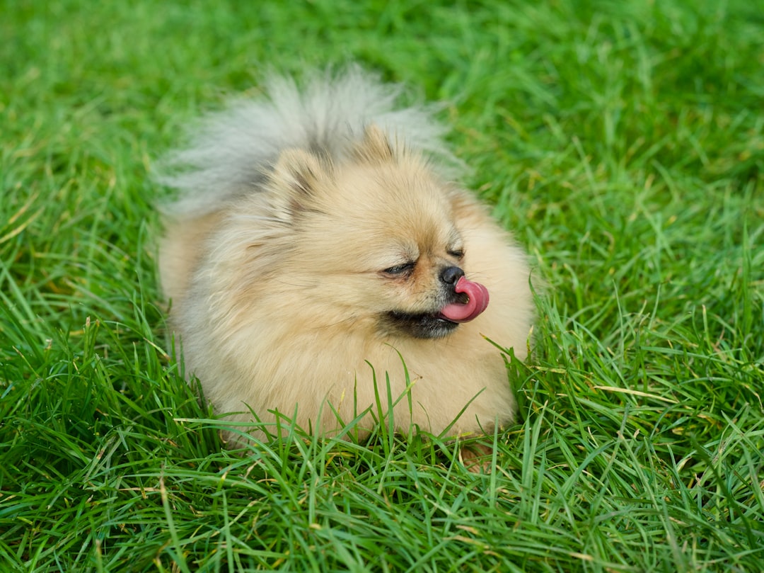 気管虚脱の犬におすすめドッグフード|選び方と体重管理